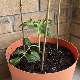 Photo of the plant species Tomato 'Amish Paste' by @vladlen named Robert Plant in on Greg, the plant care app