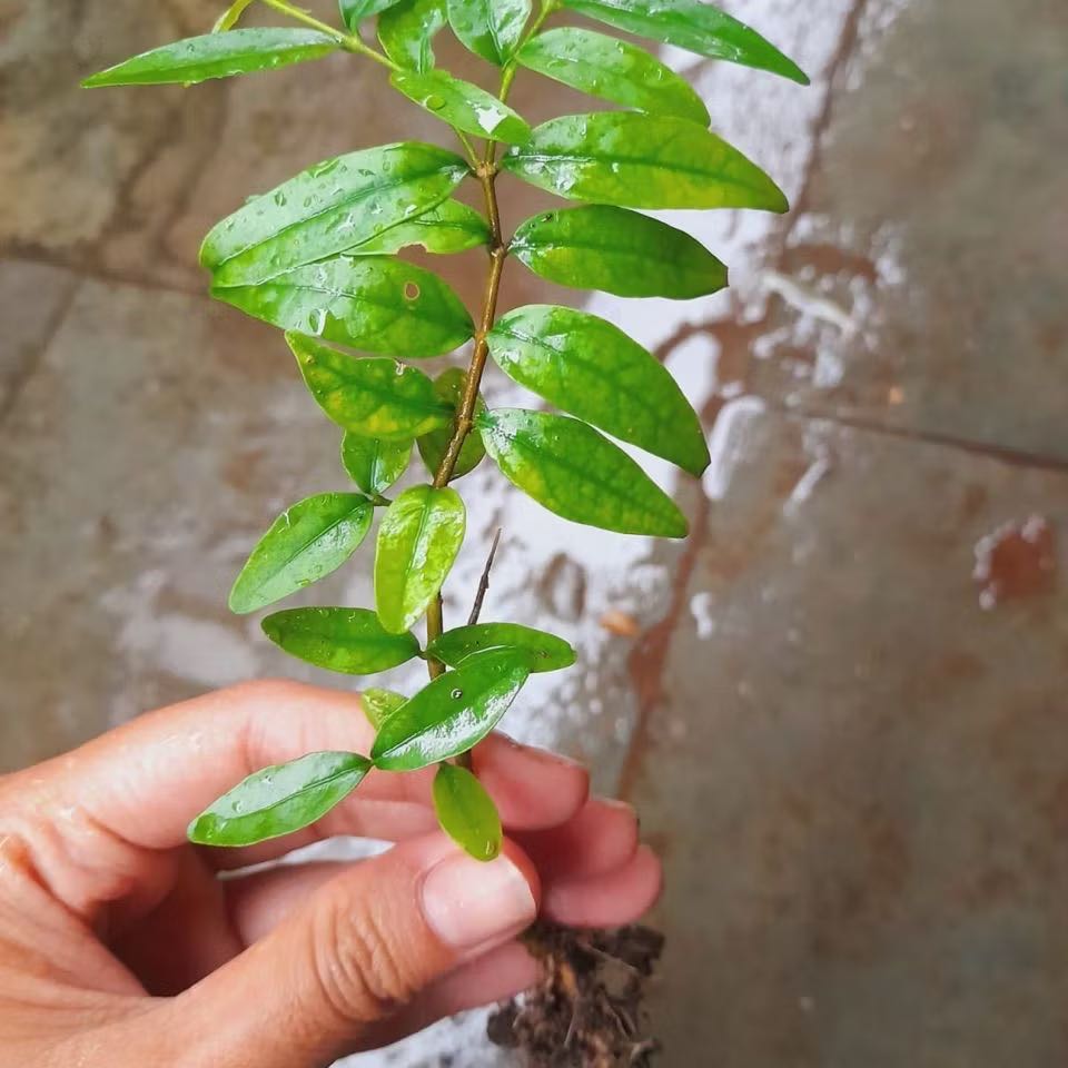 Photo of the plant species Water Jasmine by @JocundLambsear named Lola on Greg, the plant care app