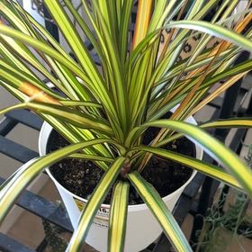 Photo of the plant species Dracaena 'Kiwi' by @QuaintDionysos named Gaga on Greg, the plant care app