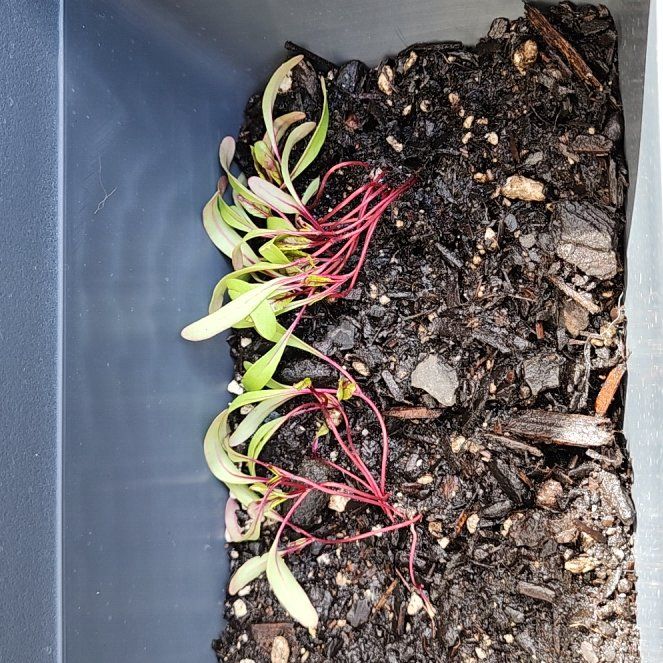 Photo of the plant species Silver Beet / Chard by @AgelessWhitefir named Winston on Greg, the plant care app