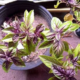Photo of the plant species Amethyst Basil by @ToughLilacchina named Duke on Greg, the plant care app