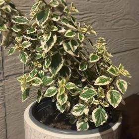 Photo of the plant species Candy Kisses Wild Sage by @SmartLightwood named Sage on Greg, the plant care app