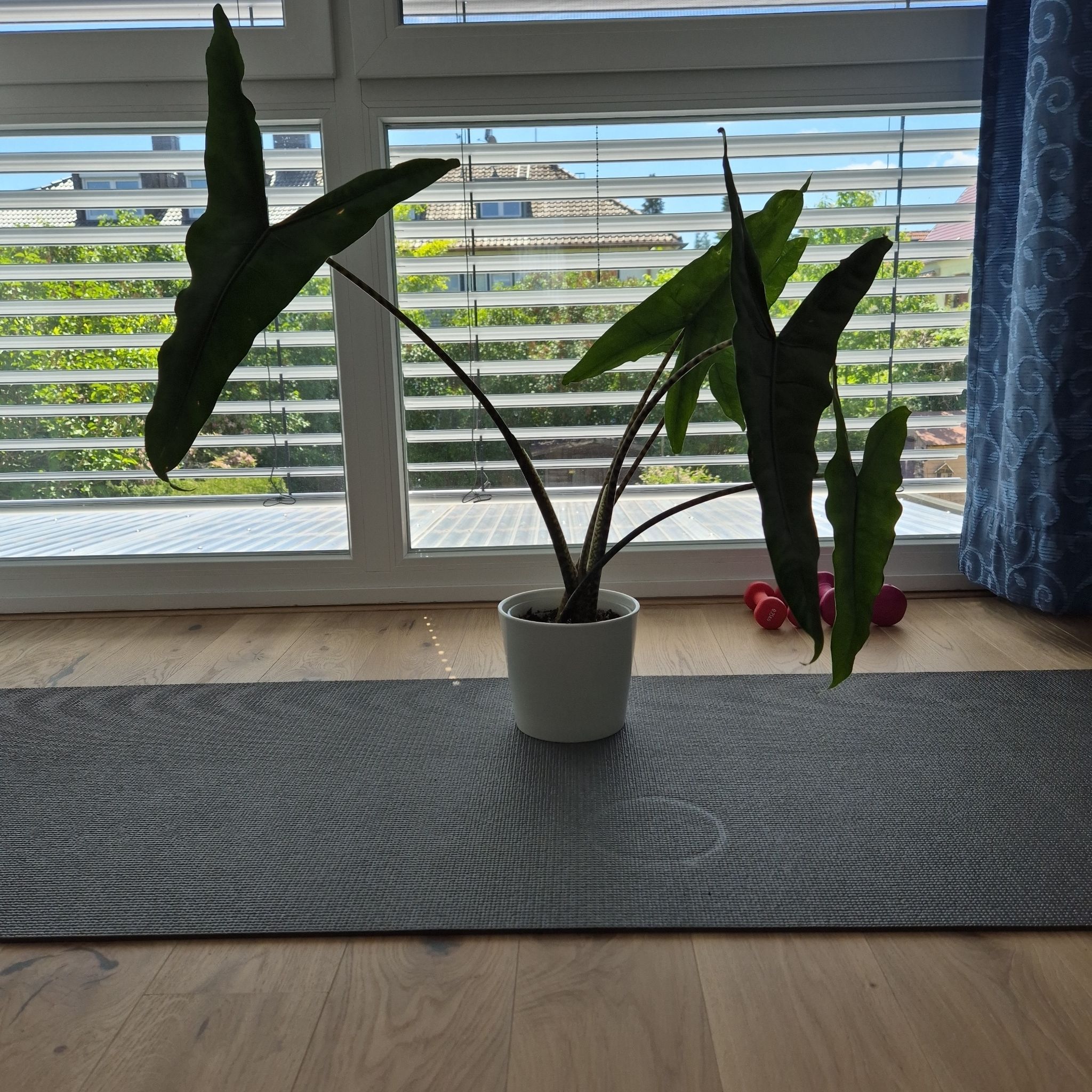 Photo of the plant species Alocasia tigrina by @NeotericCassava named Morgan Treeman on Greg, the plant care app