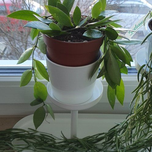 Photo of the plant species Hoya 'Memoria' by @NeotericCassava named Delilah on Greg, the plant care app