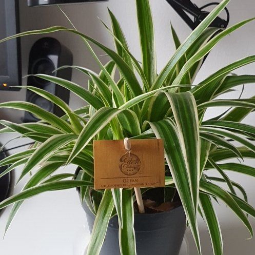 Photo of the plant species Ocean Spider Plant by @NeotericCassava named Demi on Greg, the plant care app