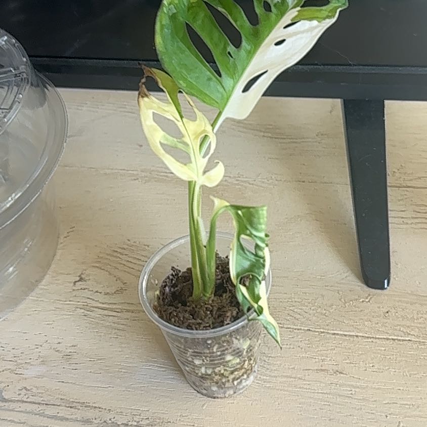 Photo of the plant species Variegated Monstera Adansonii 'Albo' by @ZingApiastrum named Bodhi on Greg, the plant care app