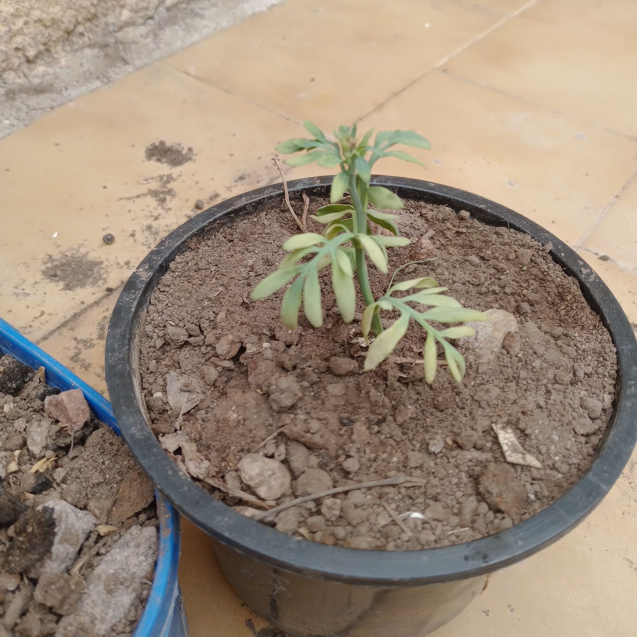 Photo of the plant species Fringed Rue by @shibuyadop named Atheneo on Greg, the plant care app
