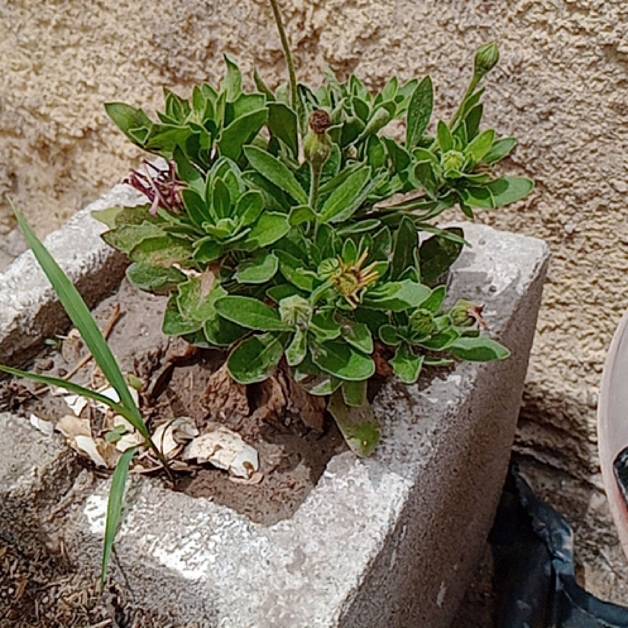 Photo of the plant species Zion Blue Denim African Daisy by @shibuyadop named Keanu Leaves on Greg, the plant care app