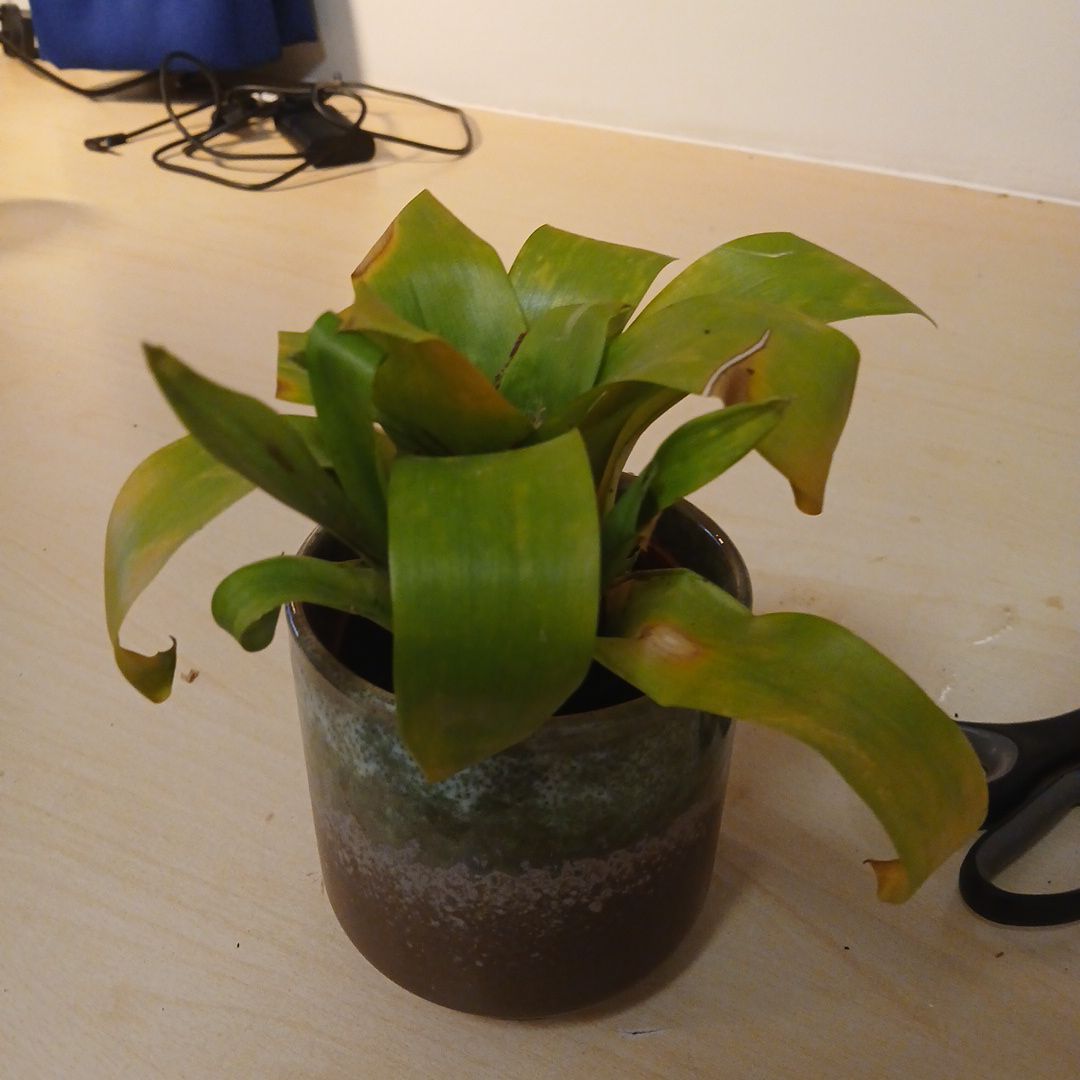 Sproutacus