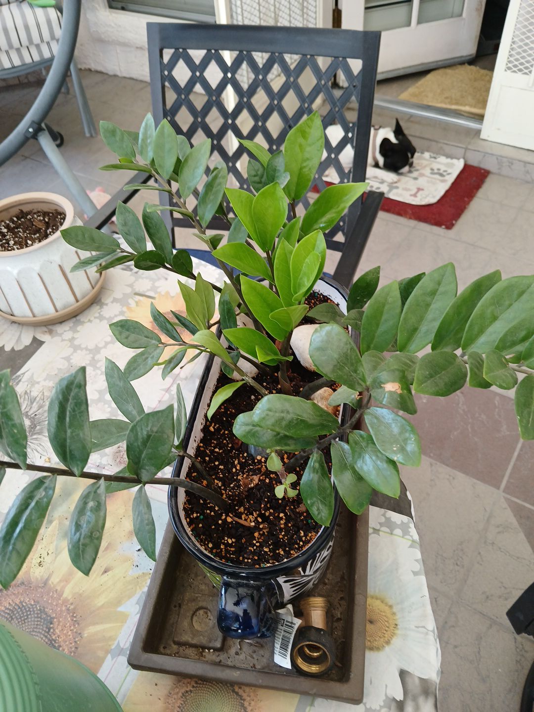 Photo from the post