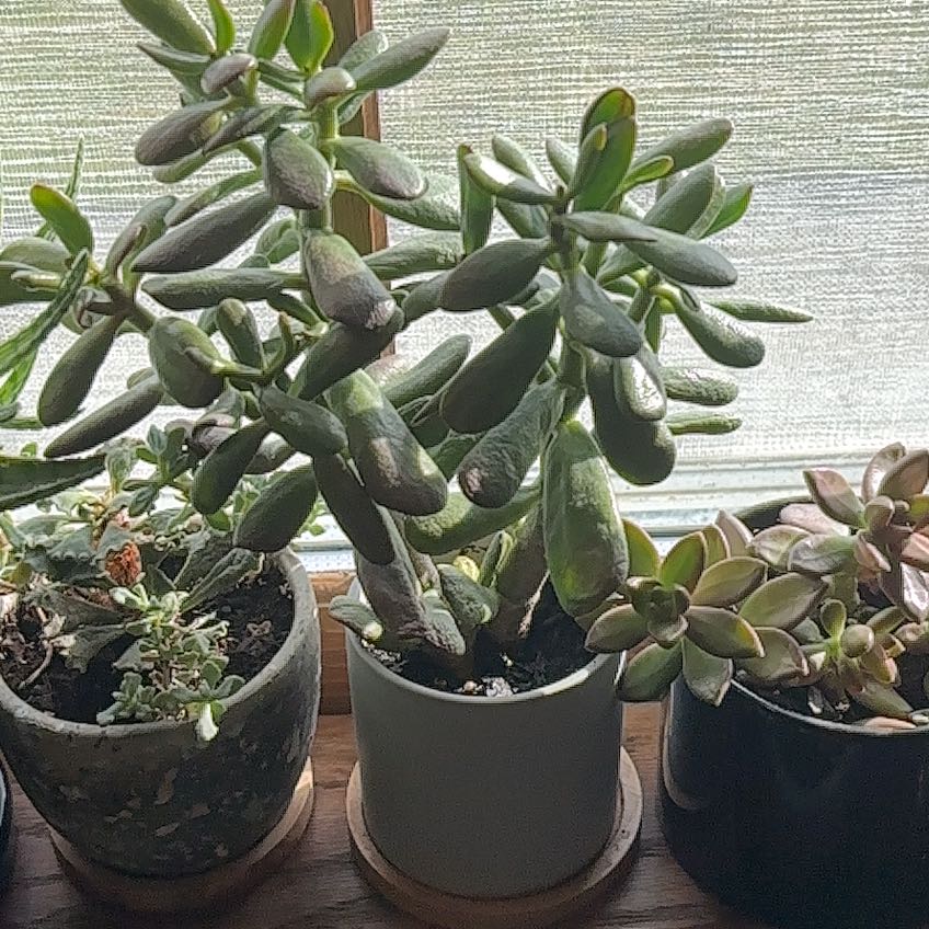 Photo of the plant species Sunset Gollum Jade by @onewiththeplant named Forrest on Greg, the plant care app