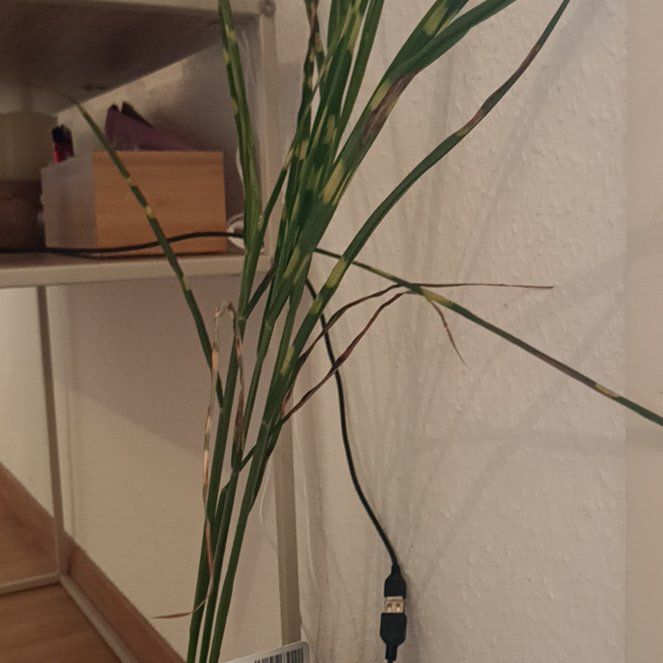 Photo of the plant species Cosmopolitan Miscanthus Grass by @ChummyBaneberry named Sigmund on Greg, the plant care app