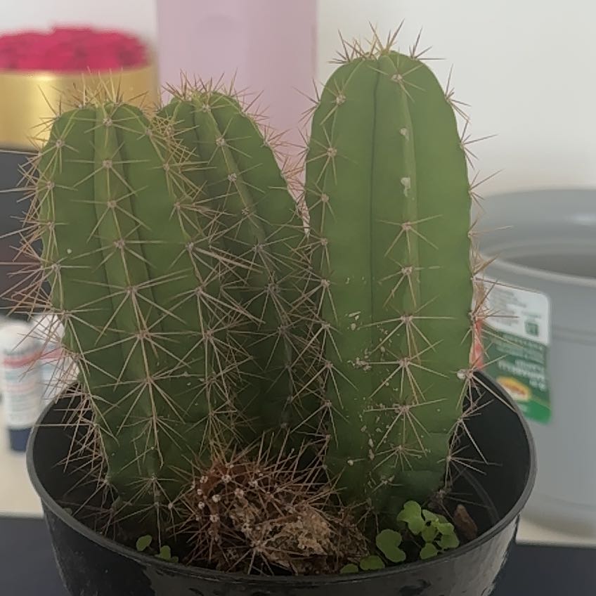 Photo of the plant species Lemaireocereus chende by @KeenSawpalmetto named Kendall on Greg, the plant care app