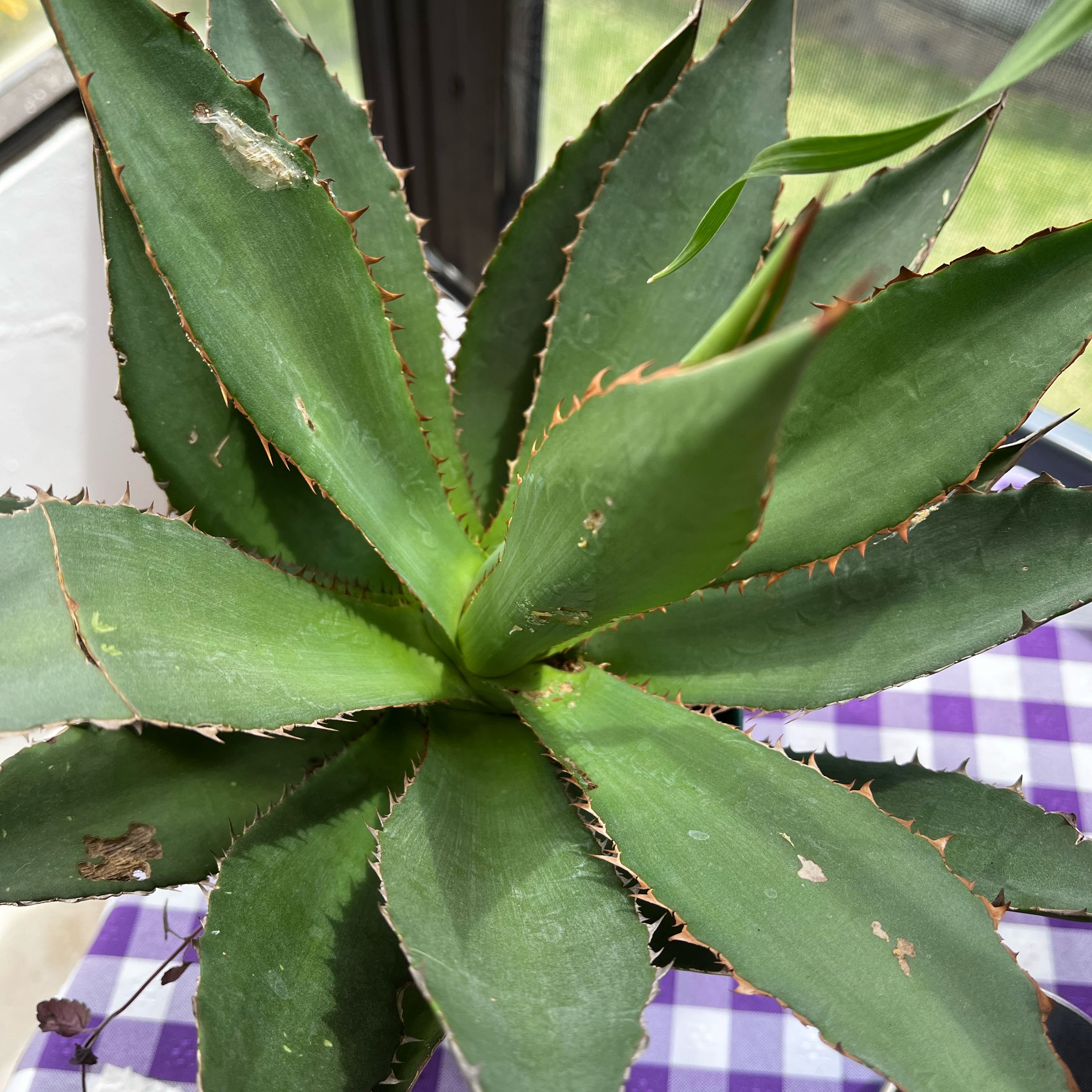 Photo of the plant species Agave Chiapensis by @ProtectiveRosea named Ronaldo on Greg, the plant care app