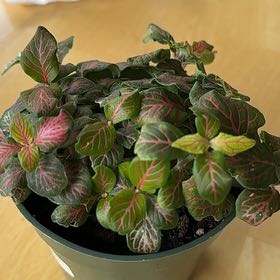 Photo of the plant species Nerve Plant by @SirMillionbells named Spike Leaves on Greg, the plant care app