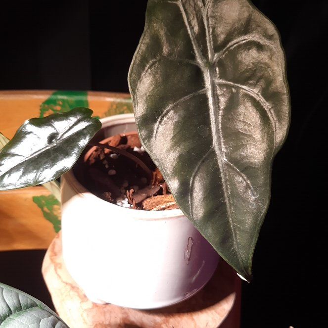 Photo of the plant species Alocasia 'Chantrieri' by @ZingCapesundew named Rihanna on Greg, the plant care app