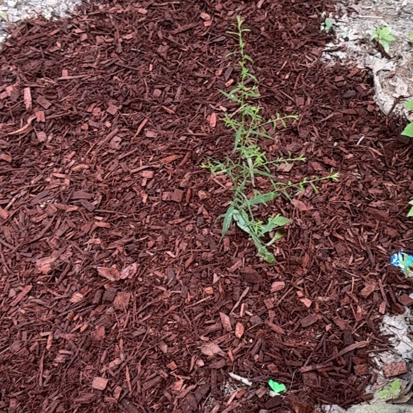 Photo of the plant species Prostrate Pigweed by @TopVandafalcata named Fernie Mercury on Greg, the plant care app