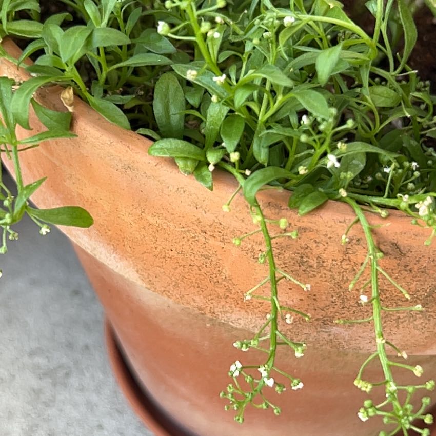 Photo of the plant species Lobularia 'Snow Princess' by @AdeptSedeveria named Kardashian on Greg, the plant care app