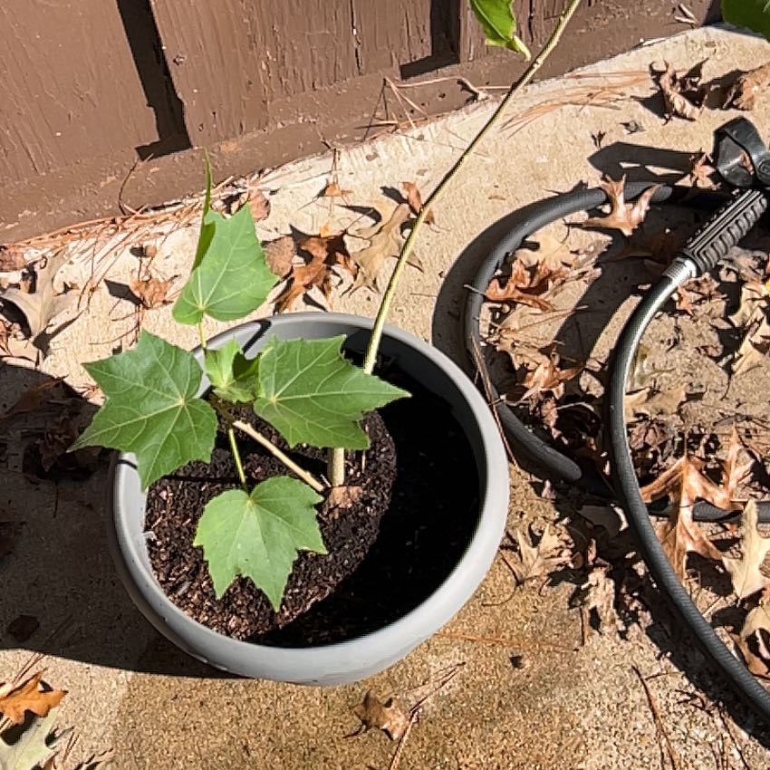Photo of the plant species Confederate Rose by @WitchyWoman named Leonardo on Greg, the plant care app