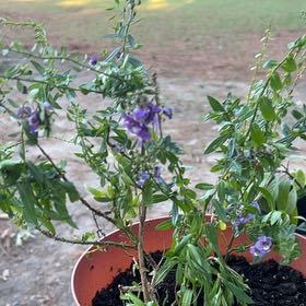 Plant care for Veronica perfoliata on Greg, the plant care app