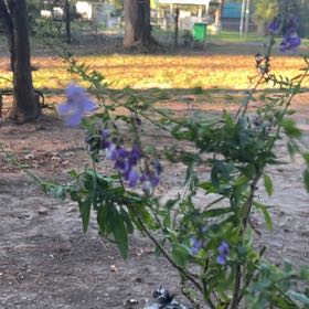 Photo of the plant species Clerodendrum by @WitchyWoman named Aria on Greg, the plant care app