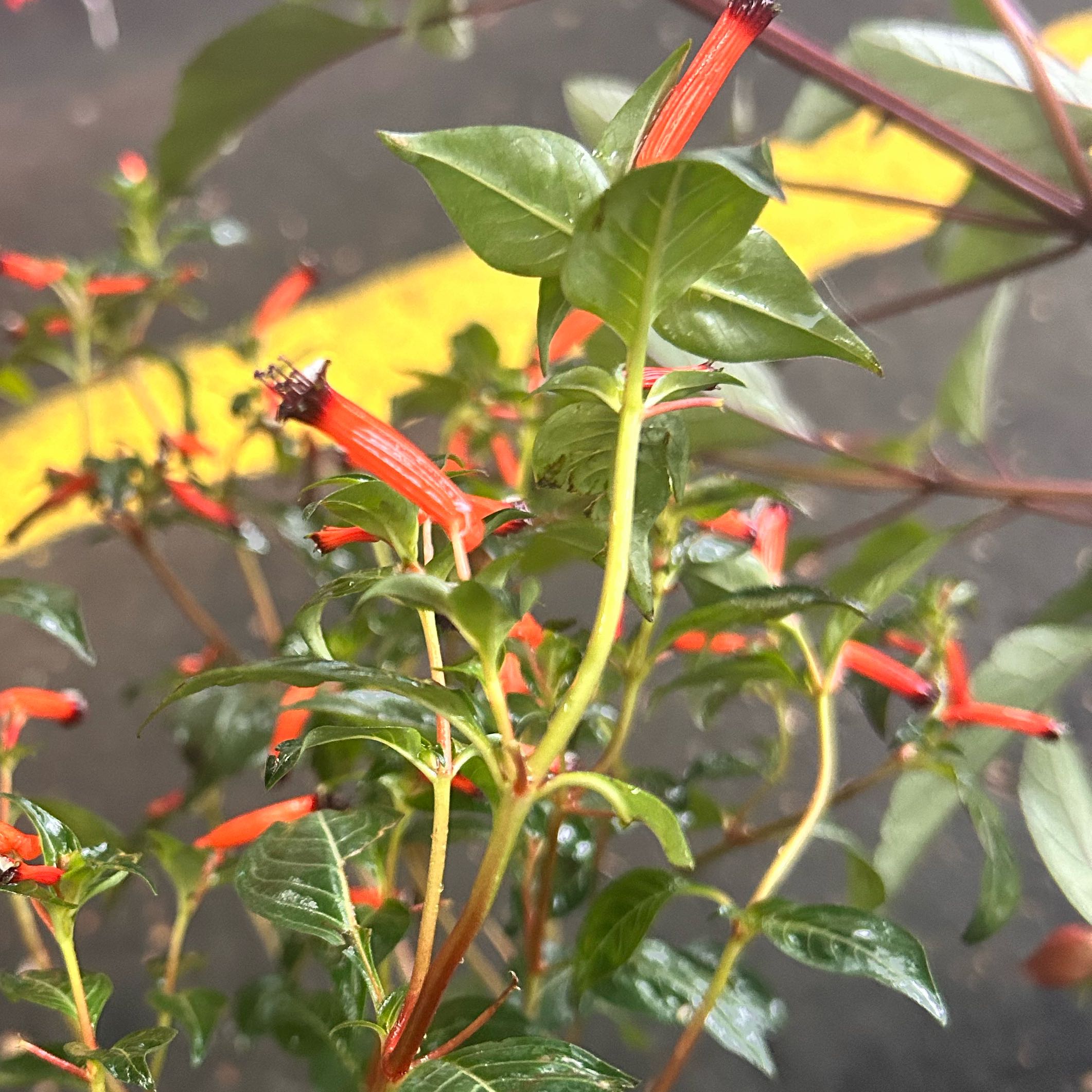 Photo of the plant species cigar plant by @WitchyWoman named Sonora on Greg, the plant care app
