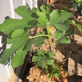 Photo of the plant species LSU Purple Fig Tree by @LitheVaccaria named Planty on Greg, the plant care app