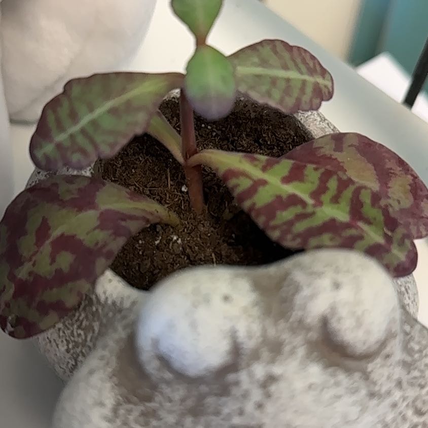 Photo of the plant species Kalanchoe humilis by @SisterPrincetut named Apollo on Greg, the plant care app