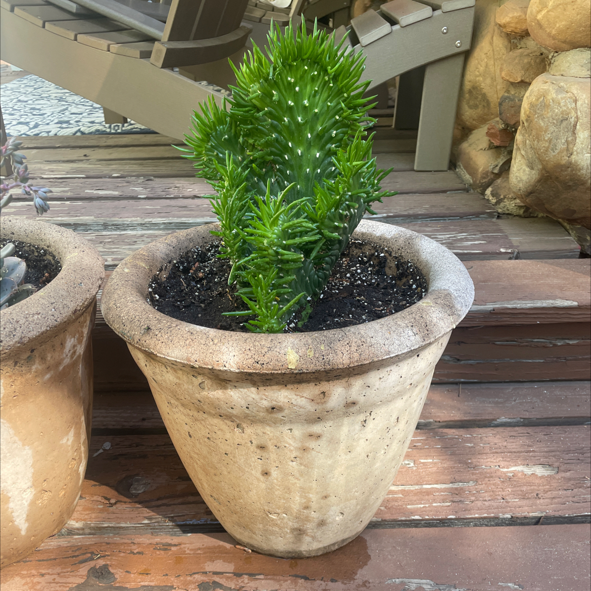 Photo of the plant species Crested eve's needle by @Buymoreplants named Fozzie on Greg, the plant care app