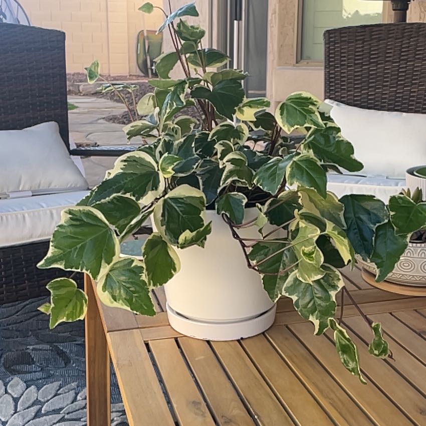 Photo of the plant species Variegated Algerian Ivy by @Buymoreplants named Darwin on Greg, the plant care app