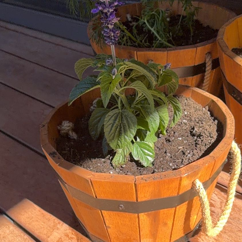 Photo of the plant species Chia by @Buymoreplants named Chica on Greg, the plant care app