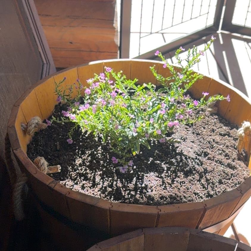 Photo of the plant species Hawaiian Heather by @Buymoreplants named Heather on Greg, the plant care app