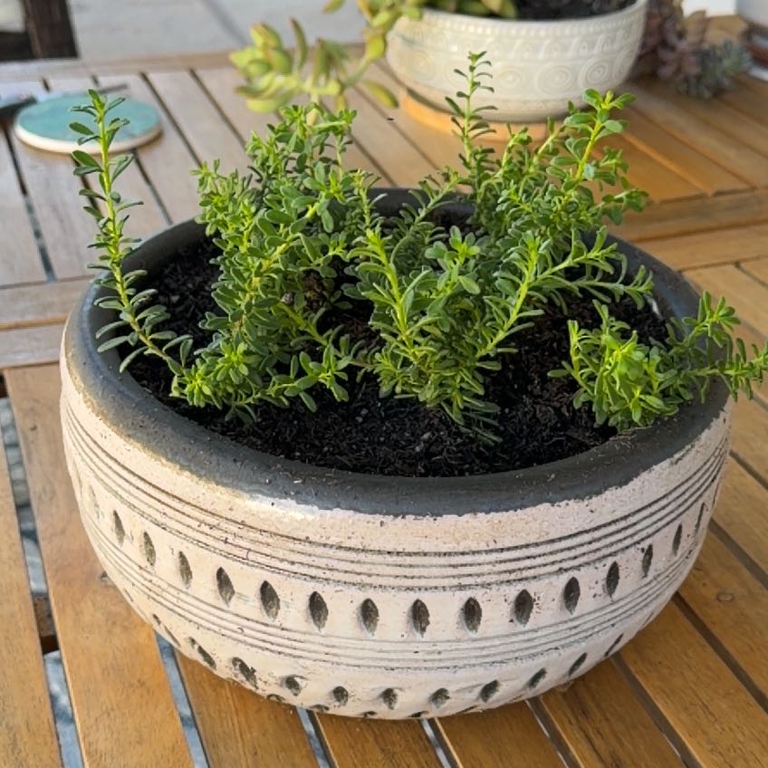 Photo of the plant species Pink Myoporum by @Buymoreplants named Dopey on Greg, the plant care app