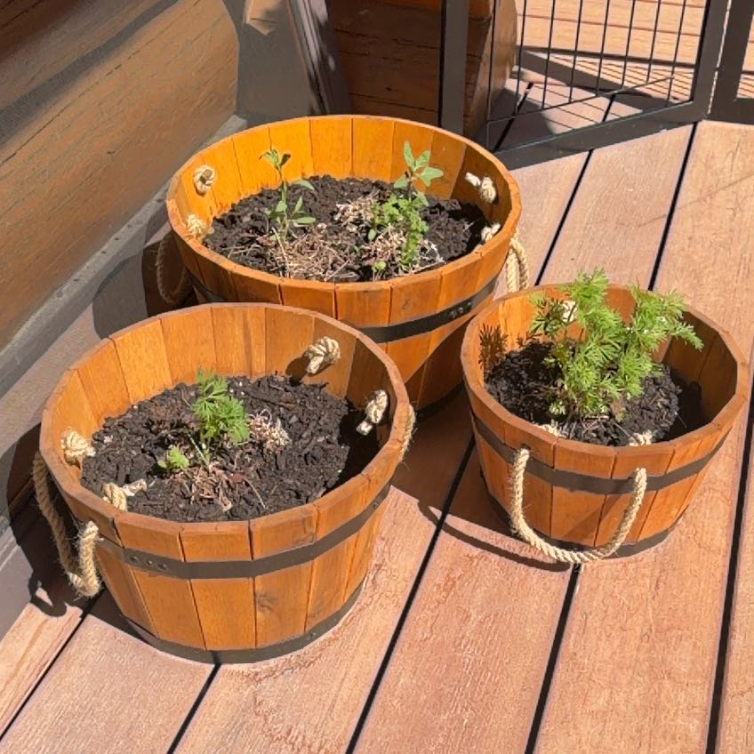 Photo of the plant species Candle Larkspur by @Buymoreplants named Louise, Lucy & Lorraine on Greg, the plant care app