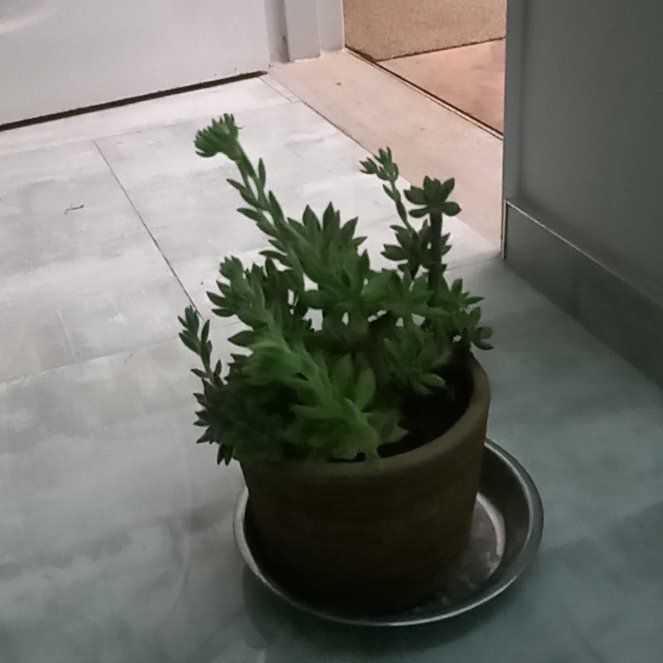 Photo of the plant species Echeveria Spruce Oliver by @ShrewdLichen named Master Oogway on Greg, the plant care app