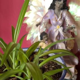 Photo of the plant species Spring Snowflake by @AestheticOnion named Tolkien on Greg, the plant care app