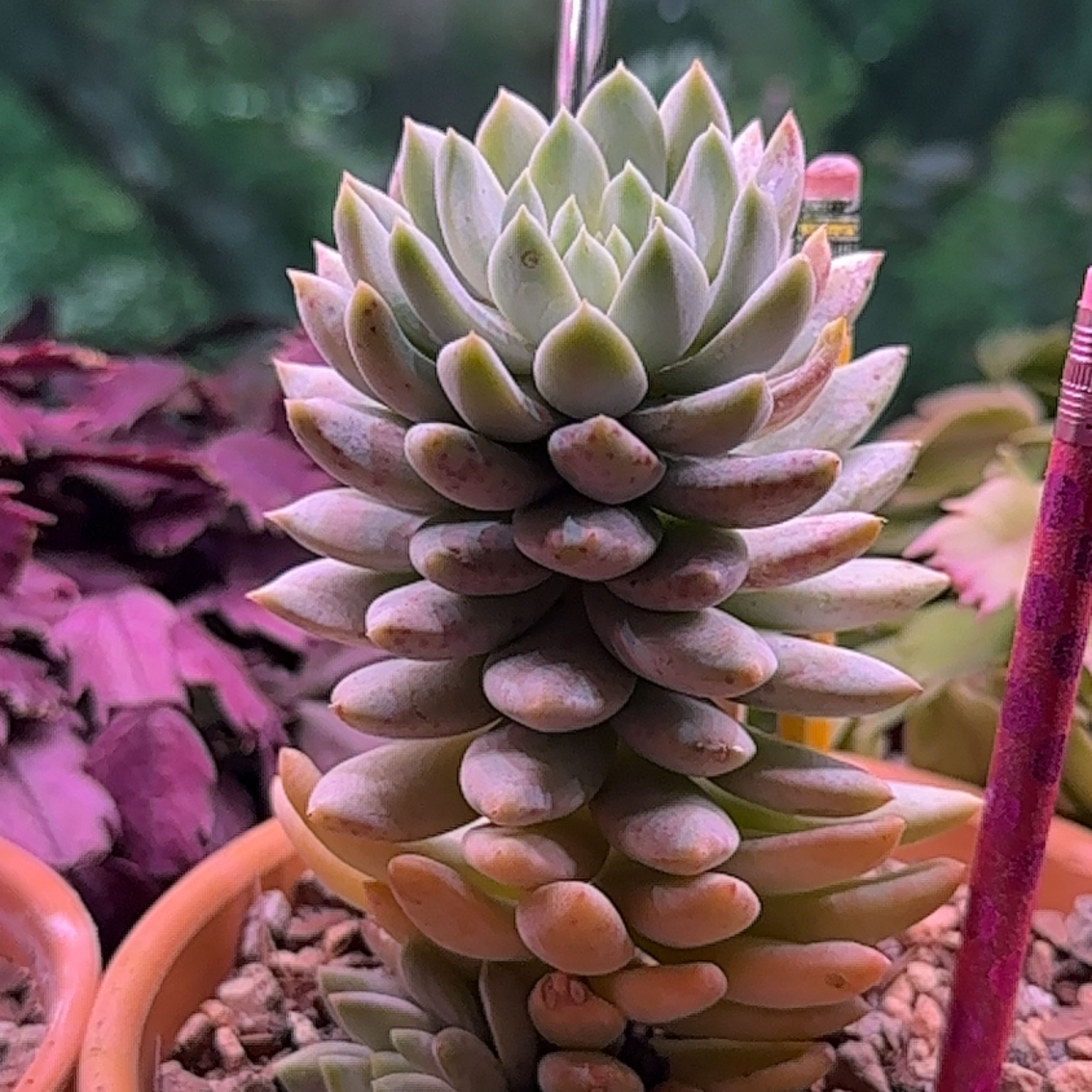 Pale Stonecrop succulent with fleshy leaves in a pot, surrounded by other plants.