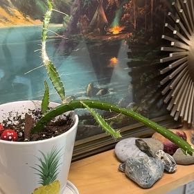 Photo of the plant species Dragon Fruit by @Iamspaghetti named Delilah on Greg, the plant care app