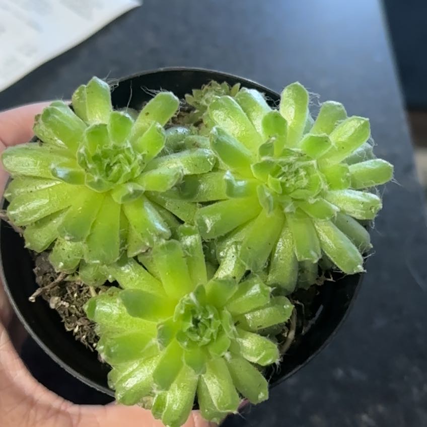 Photo of the plant species Sempervivum arachnoideum 'Stansfieldii' by @KeenSmallnettle named Hamilton on Greg, the plant care app