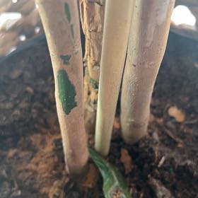 Photo of the plant species Chinese Rice-Paper Plant by @GuruHaworthia43 named Bigleef Smalls on Greg, the plant care app