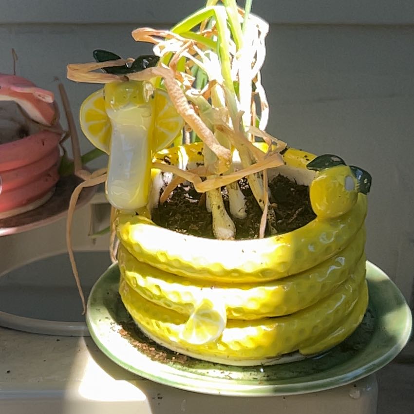 Photo of the plant species Green Onion by @ValorousBogarum named Eva on Greg, the plant care app