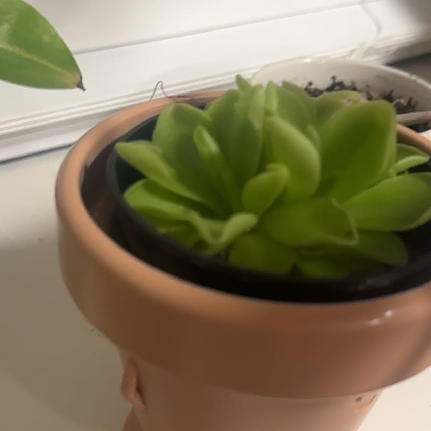 Photo of the plant species butterwort by @RuggedBlueiris named Muhammad Ali on Greg, the plant care app