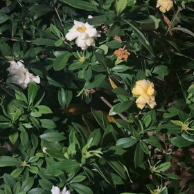 Photo of the plant species Primrose Jasmine by @FullLeafyspurge named Taylor Swift on Greg, the plant care app