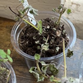Photo of the plant species Orange Balm by @TryCopperbranch named Austen on Greg, the plant care app