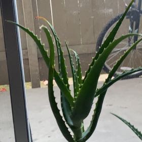 Photo of the plant species Aloe vera by @HoorayIodanthus named Huckleberry Fern on Greg, the plant care app