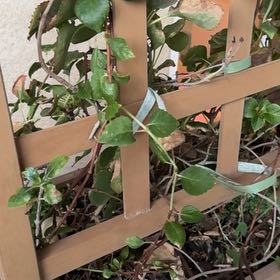 Photo of the plant species climbing hydrangea by @BeefyTahitilime named Schizophragma Roseum Hydrangea  5/22/21 on Greg, the plant care app