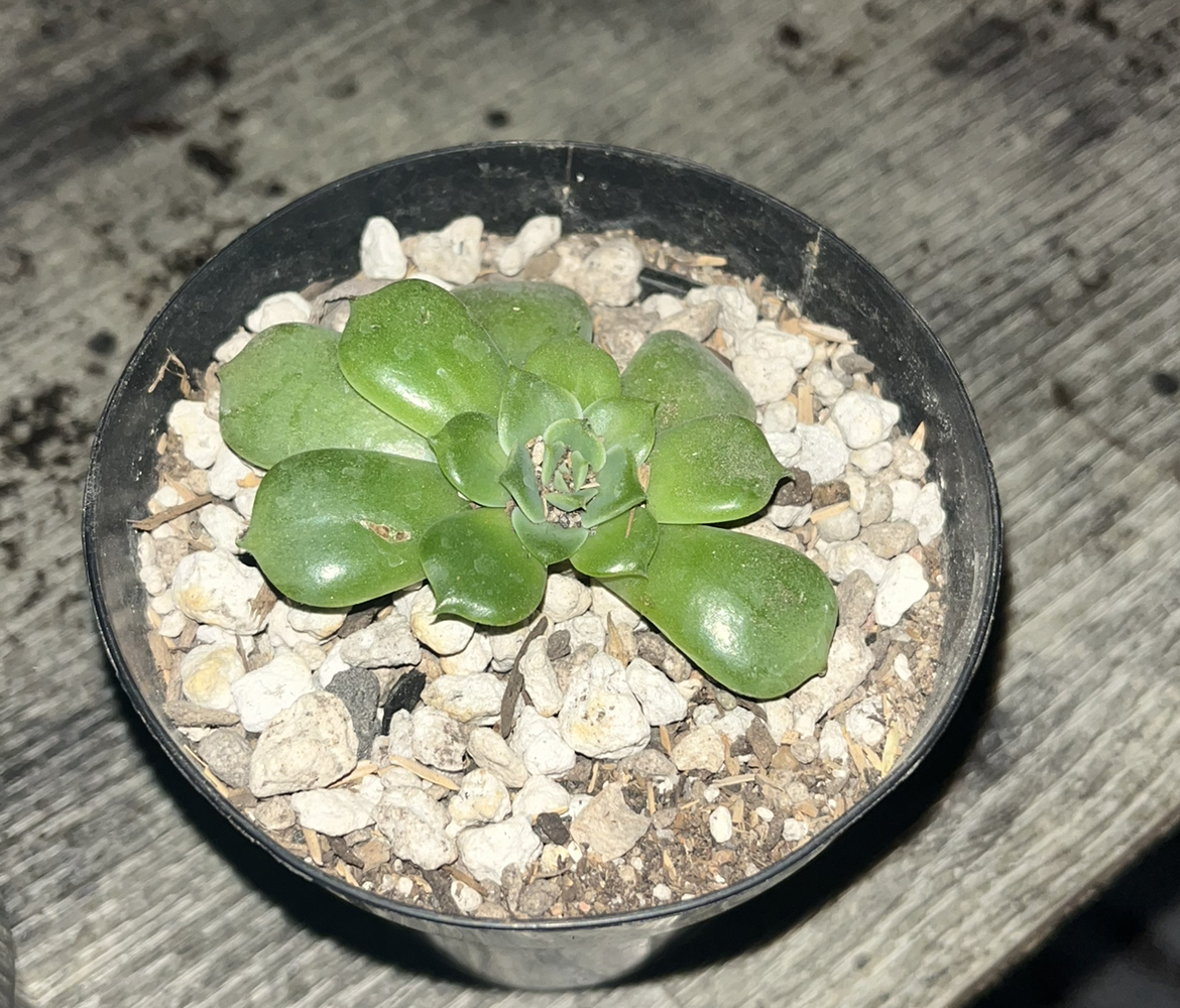 Photo of the plant species Echeveria by @Valentiuxx named Foxxy on Greg, the plant care app