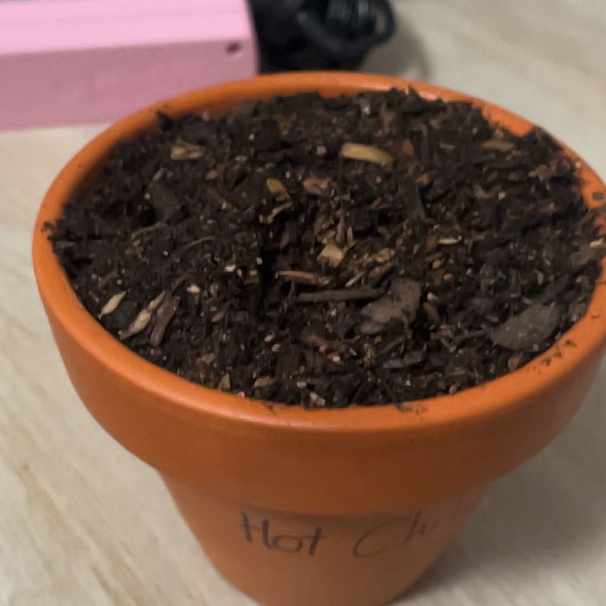 Photo of the plant species Thai Hot Chili by @Valentiuxx named Chihuahua on Greg, the plant care app