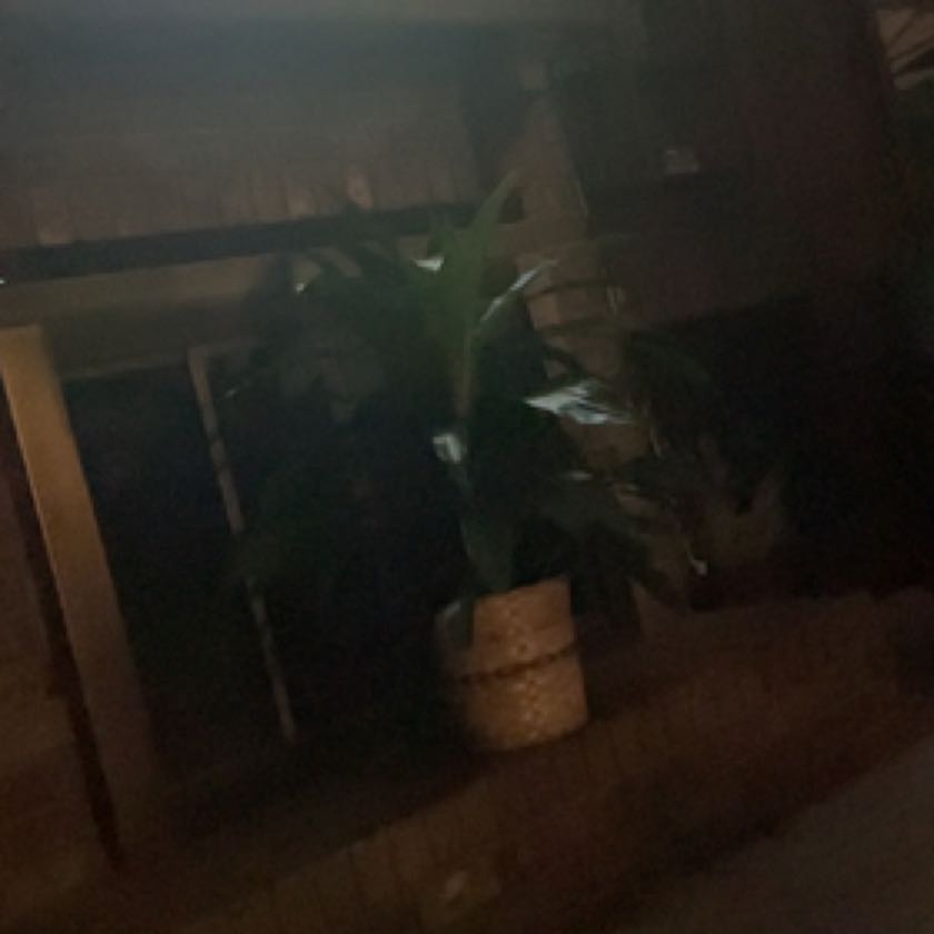 Photo of the plant species Orange Torch Ginger by @GenteelApple named Torch on Greg, the plant care app