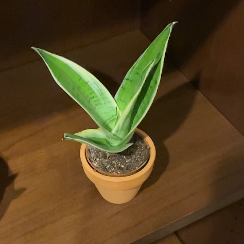 Photo of the plant species Sanseveria Superba by @TotalRhodotus named Sansa on Greg, the plant care app